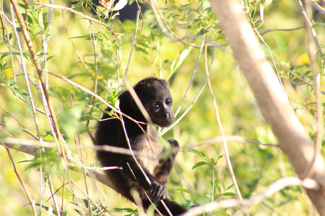  Baby Howler Monkey  1 Smithsonian Photo Contest 