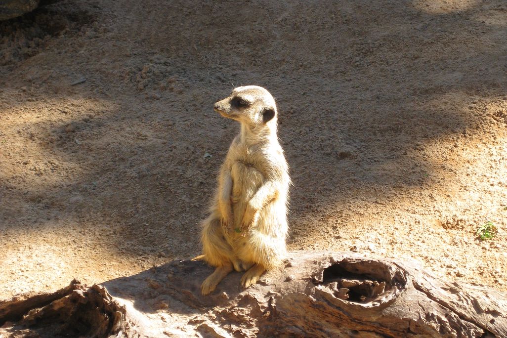 20110520104041meerkat.jpg