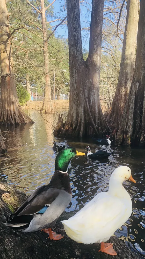 Best Friends On A Cypress Pond thumbnail