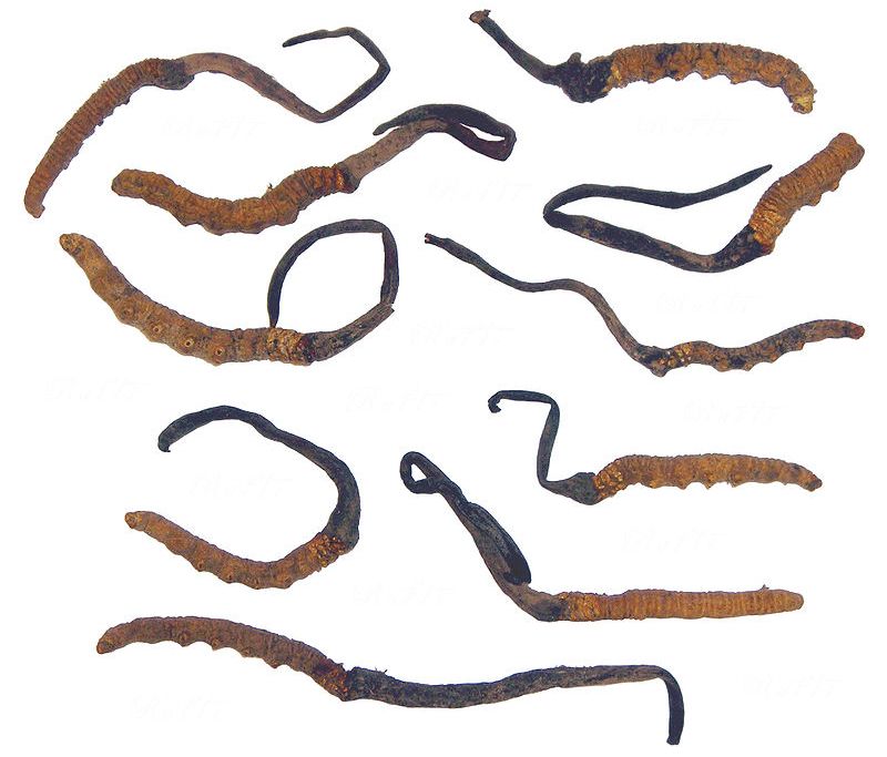 Yarsagumba