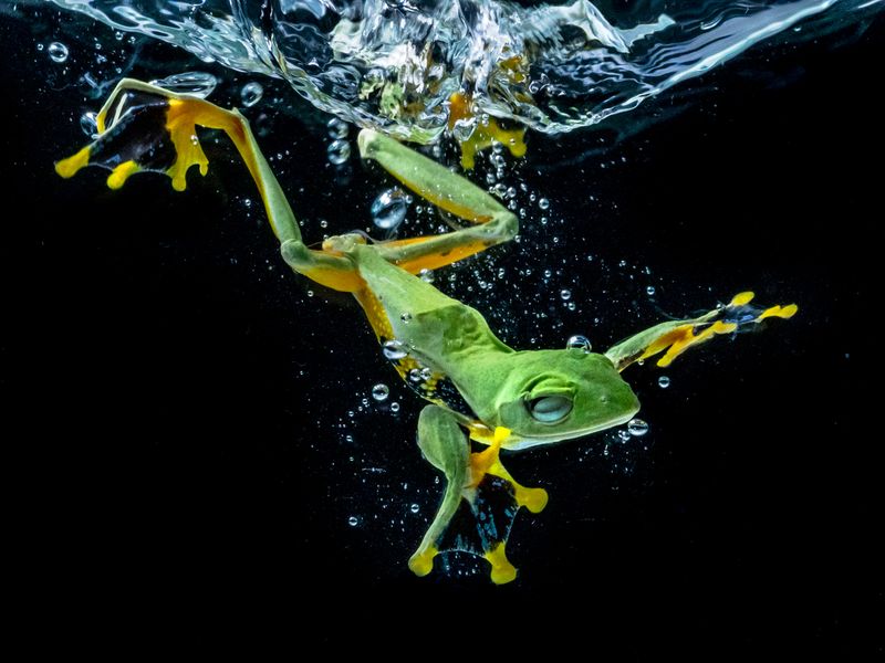 wallace-flying-frog-2-smithsonian-photo-contest-smithsonian-magazine