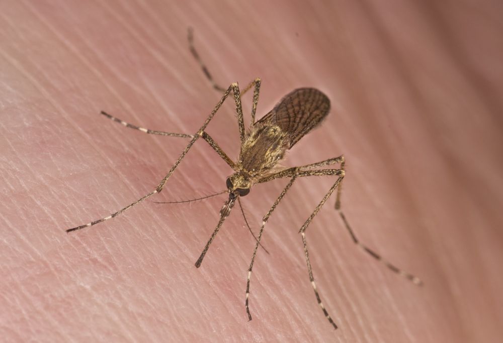 Mosquito