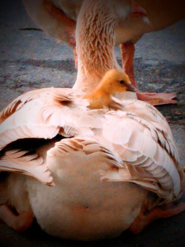 A gosling viewing the world under the safety of a mother's wings thumbnail