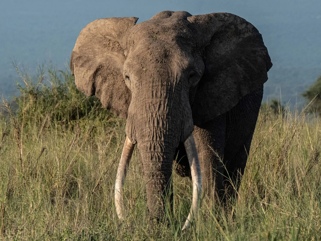 African Bush Elephant