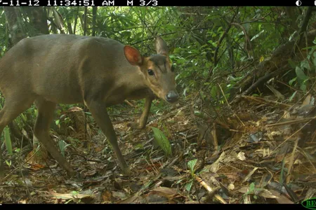 Large-antlered muntjac