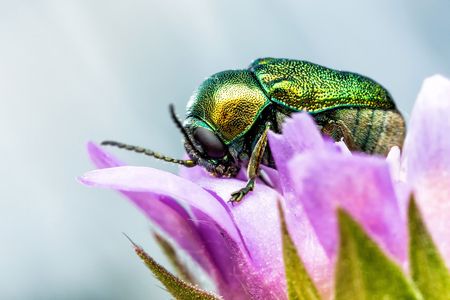 Colors in nature can be produced by both pigments that absorb some light and microscopic structures that change the wavelength of light. 