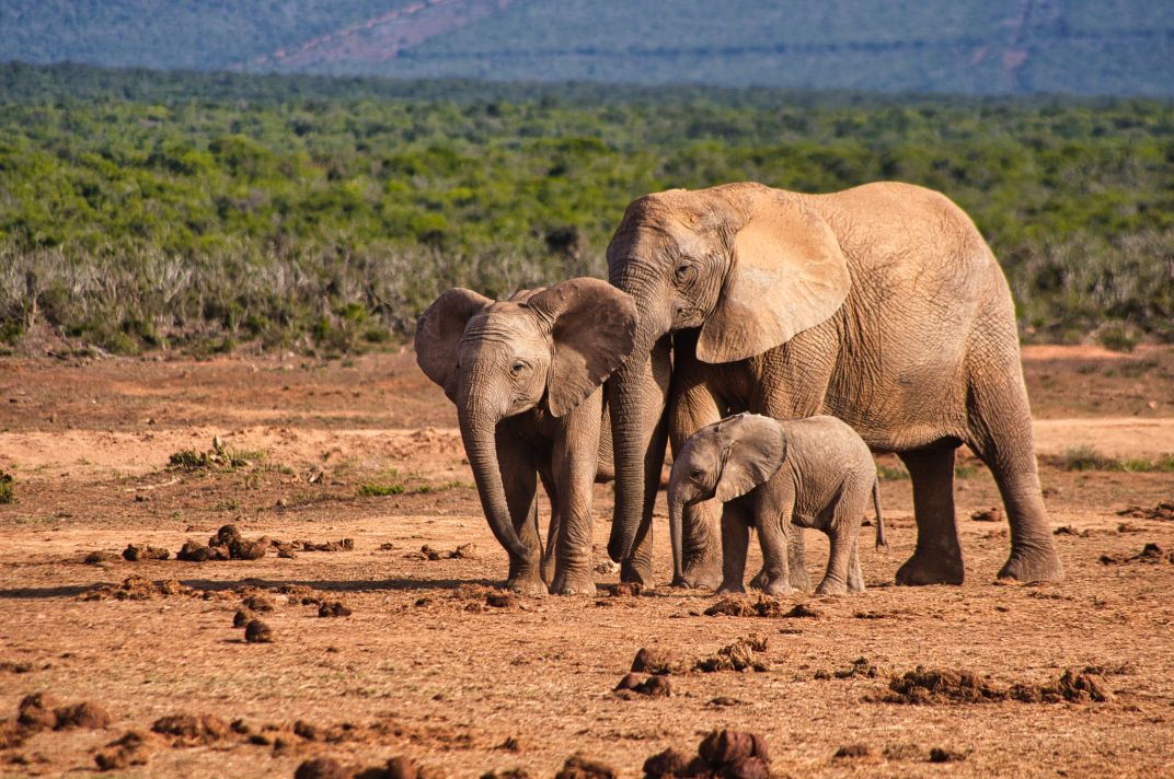 Addo Elephant National Park