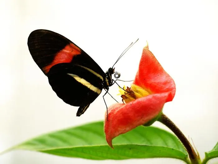 a butterfly on top of a flower