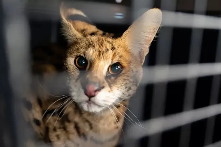 Serval looking out of cage