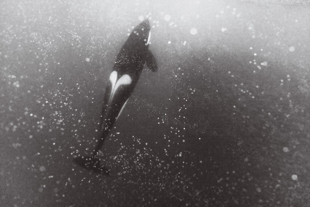 A female orca circles a school of herring.