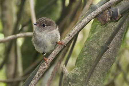 The New Zealand Tomtit is one of the island-dwelling species included in the study
