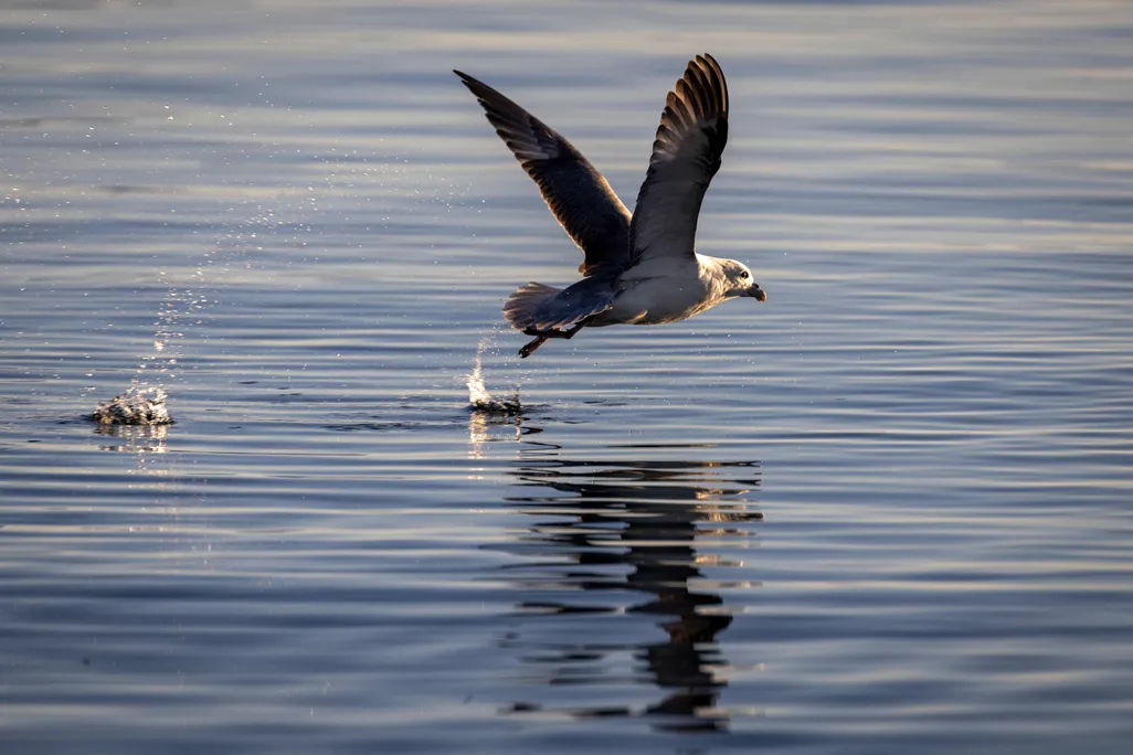 A seabird flies over the surface of the water
