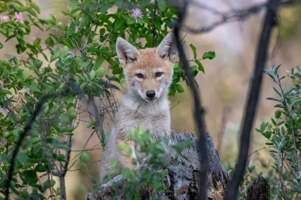 Coyote Pup thumbnail