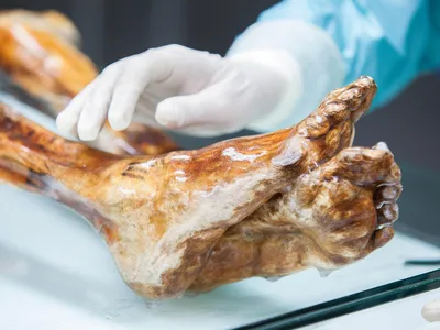 Scientists Made Sourdough Bread With Yeast Found on Ötzi the Iceman’s Mummified Body image