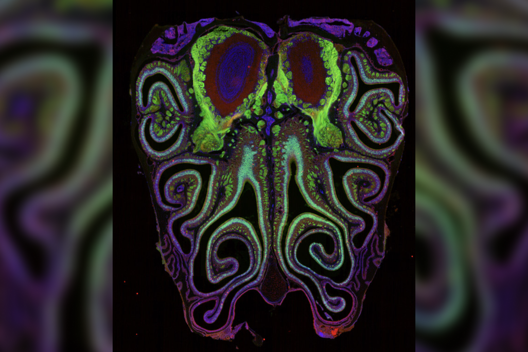 Swirling rainbow patterns in the shape of a mouse nose