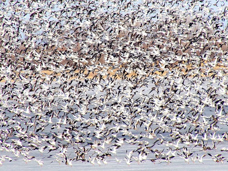 Annual snow geese migration Smithsonian Photo Contest Smithsonian