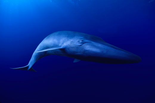 Blue Whale