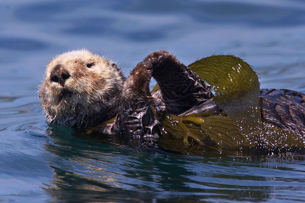 An otter floats on its back in the water with kelp draped over its stomach
