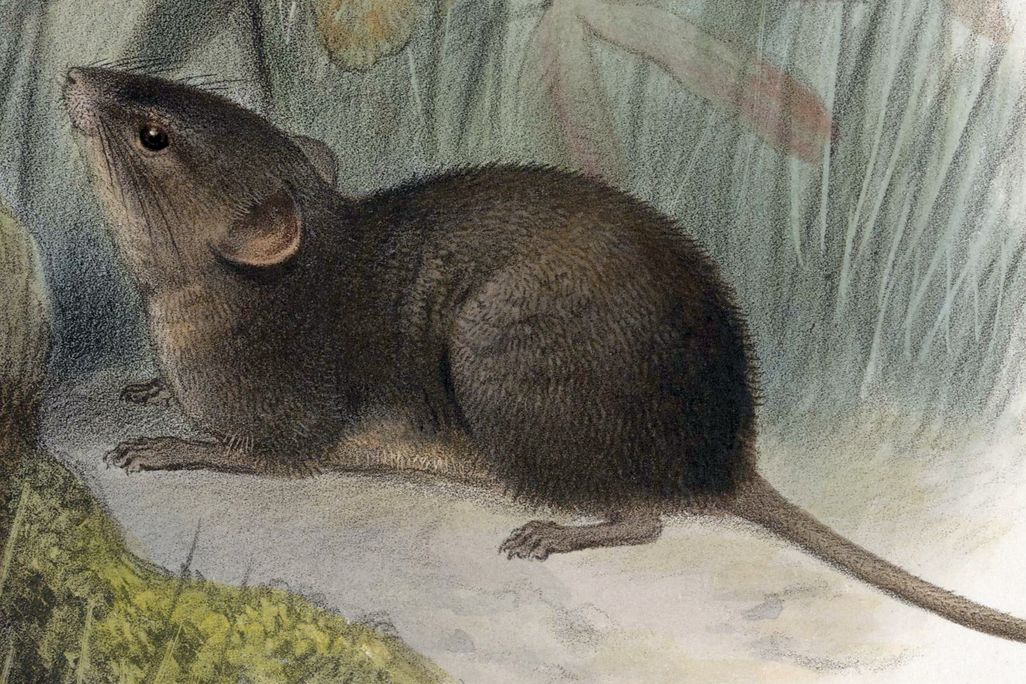 Alston's Singing Mouse