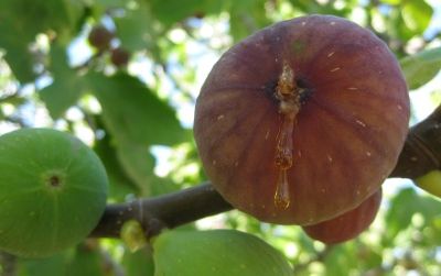 Figs like this one, so ripe it's bursting, dangle by the millions along the roadsides near Izmir and Aydin.