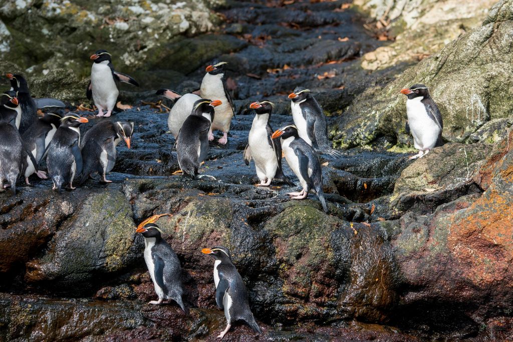 extinct nonextinct penguin