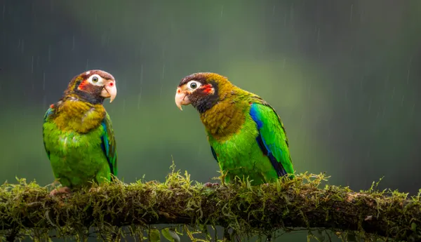 Rainforest Roommates thumbnail