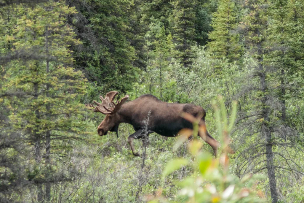 Moose walking in the woods