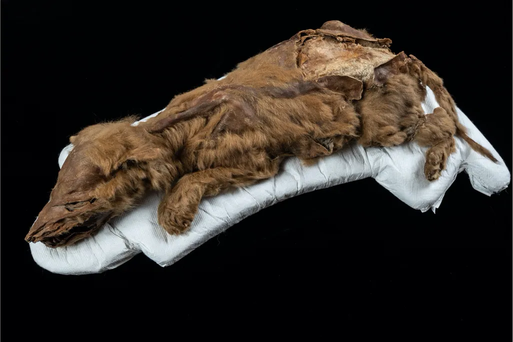 full-body image of a mummified wolf pup