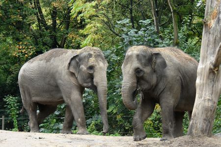 Two female Asian Elephants