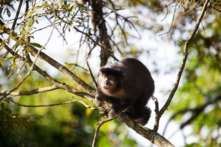 Wild capuchins make stone tools, but don't know how to use them.