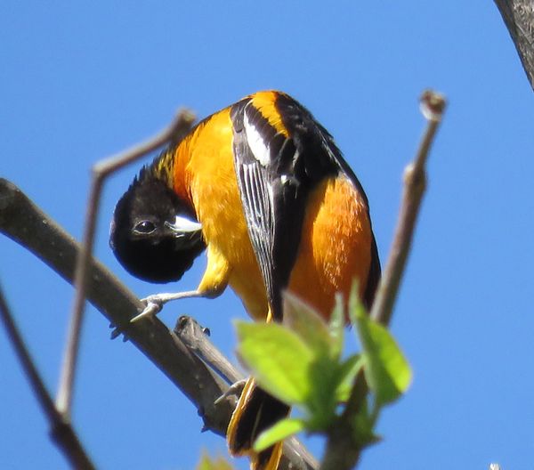 Peekaboo Oriole thumbnail