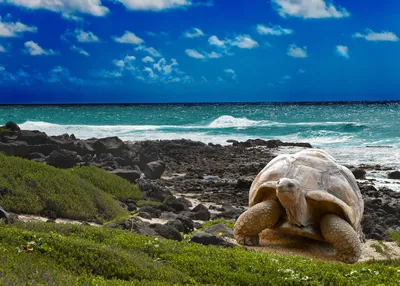 discover-galapagos-quito-santa-cruz