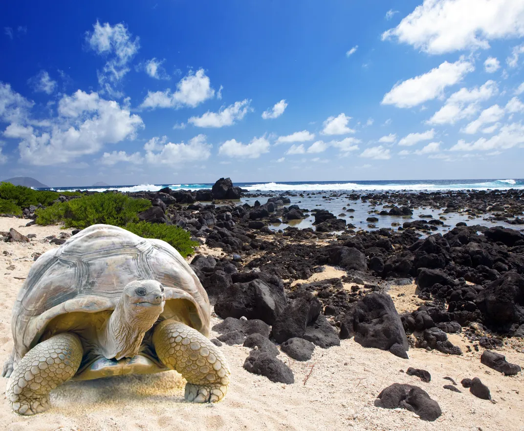 Land Tortoise, the Galapagos
