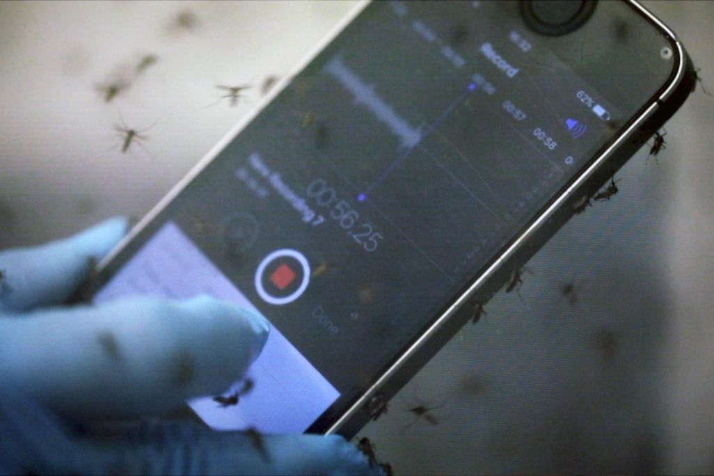 Abuzz mosquito recording