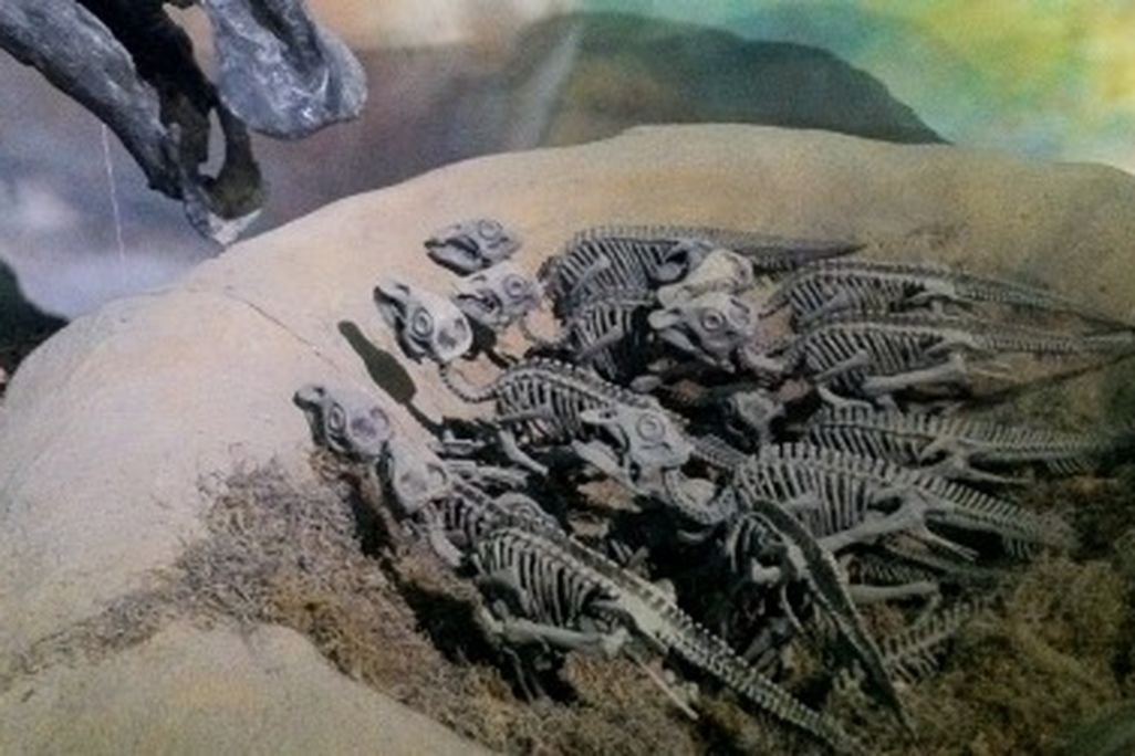 Baby Maiasaura