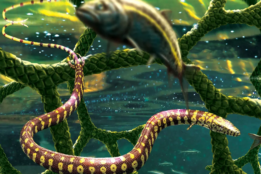 Tetrapodophis