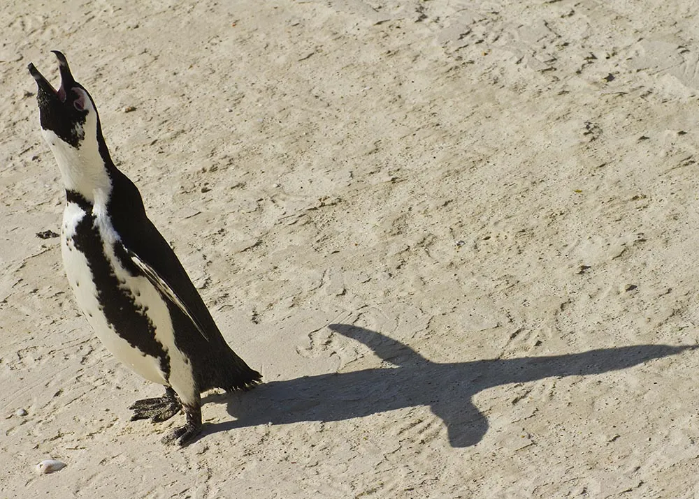 African penguin calling 