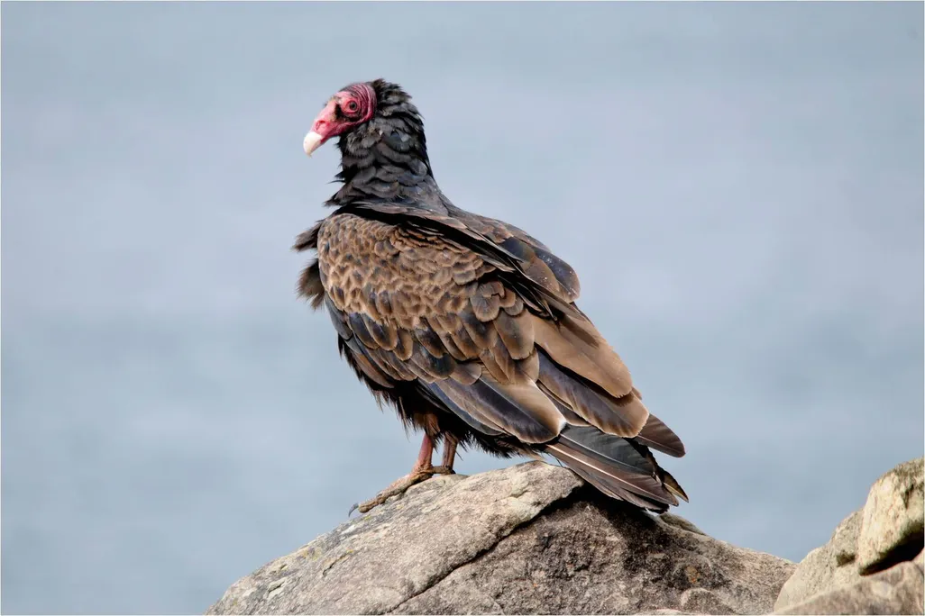 Turkey vulture perching