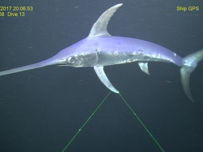 A swordfish photographed underwater southwest of Tampa, Florida. 