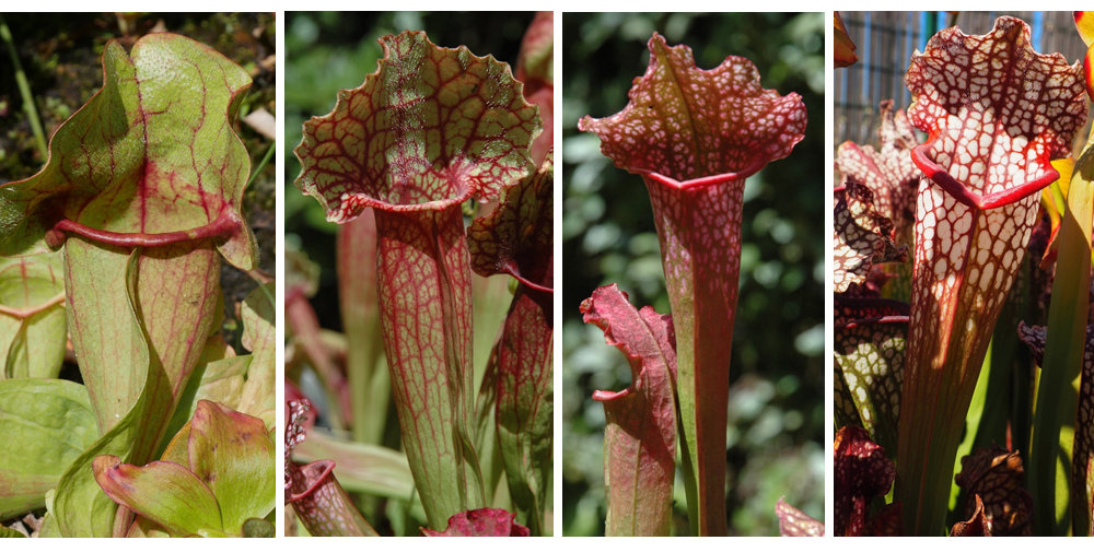 Collage of four species of pitcher plants