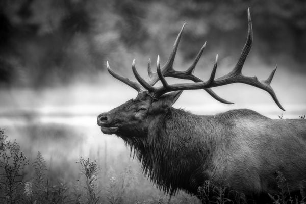 Bull Elk During Rut Season thumbnail