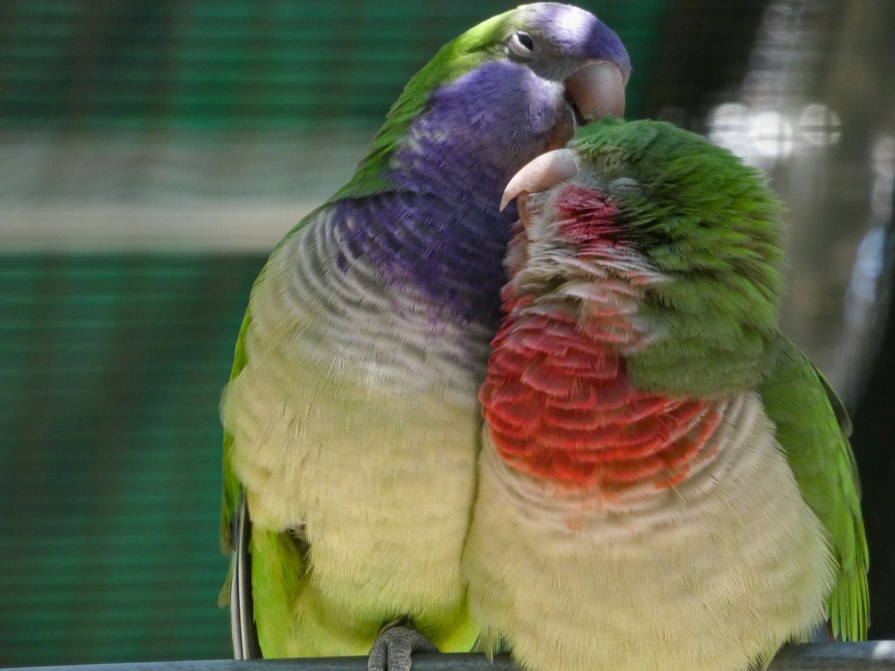 Monk Parakeets Are Highly Social Birds, but They Slowly ‘Test the ...