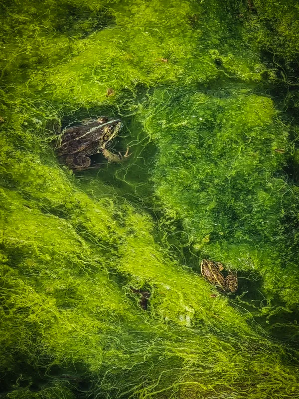 The green kingdom thumbnail