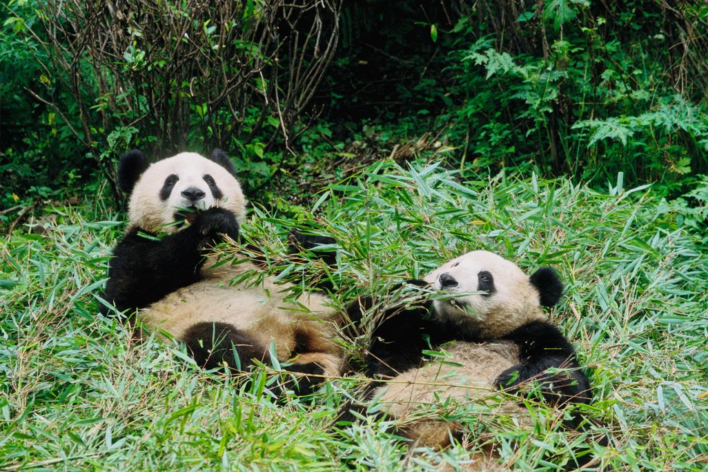 pandas eating
