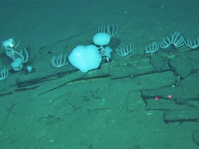 Scientists Discover the World's Largest, Deepest Whale Graveyard, Where Cetacean Remains Have Been Piling Up for Five Million Years image