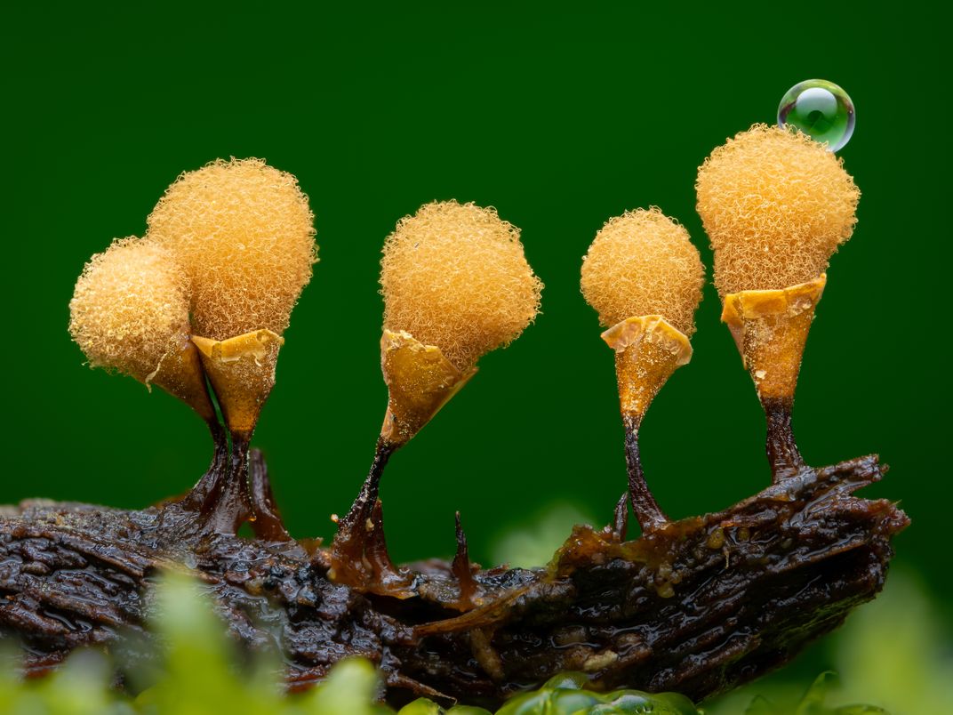 Yellow slime mold bulbs growing from a wet log