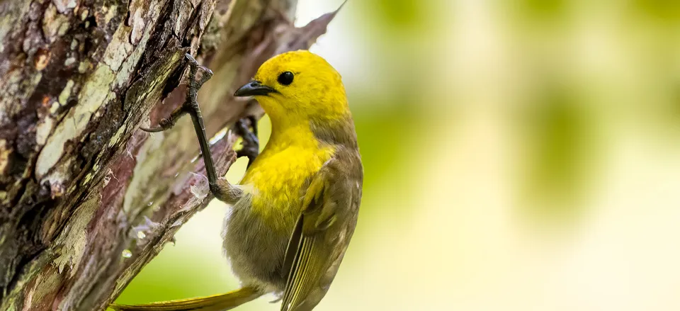  The New Zealand Yellowhead songbird 