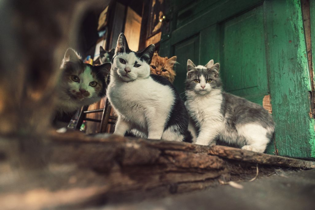 Cat Lady