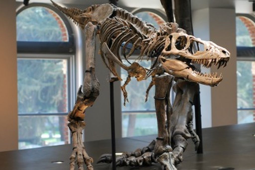Tyrannosaurus