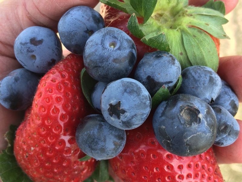 Fruits of your labor Smithsonian Photo Contest Smithsonian Magazine